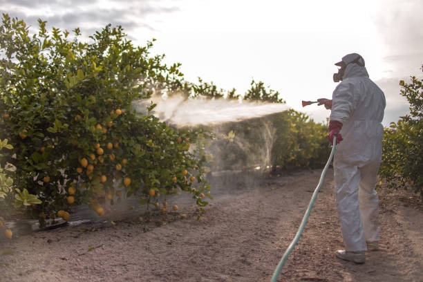 Best Ant Control Services  in Godley, TX