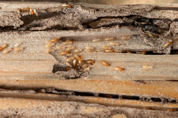 Best Rat Extermination Near Me  in Godley, TX
