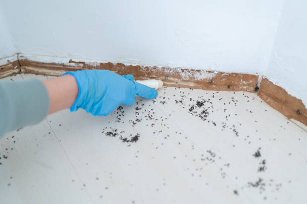 Best Emergency Pest Control  in Godley, TX